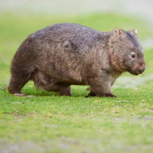 Read more about the article Influencer Who Snatched Australian Baby Wombat Claps Back at Backlash