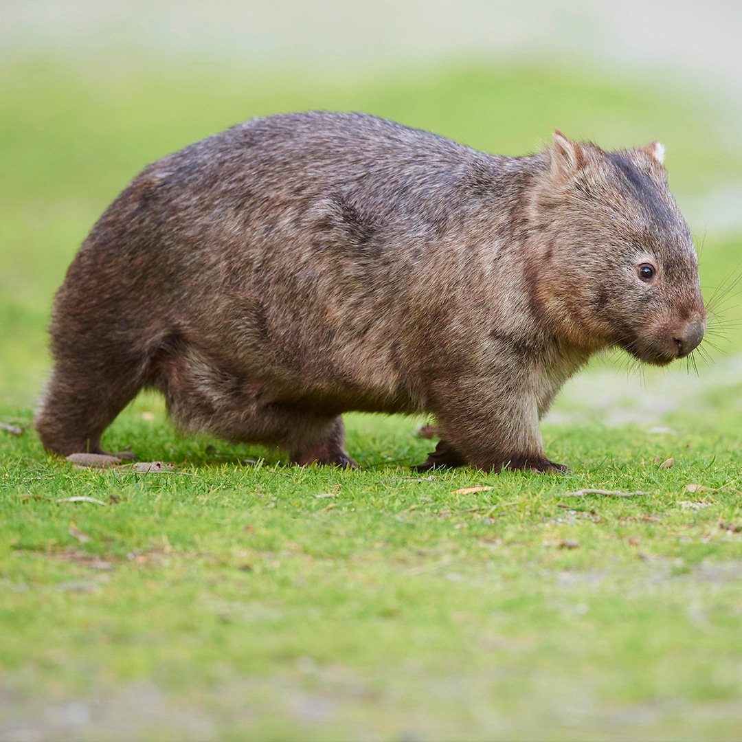 You are currently viewing Influencer Who Snatched Australian Baby Wombat Claps Back at Backlash